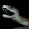 Black Mamba Wanted For Questioning In Woman's Death